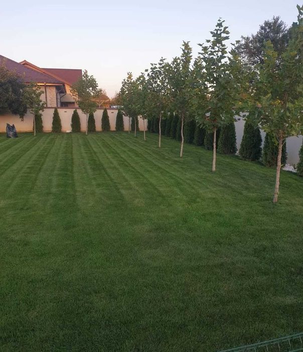 Vânzare Tei, Mesteacăn, Platan | Factură Disponibilă | Preț Privat