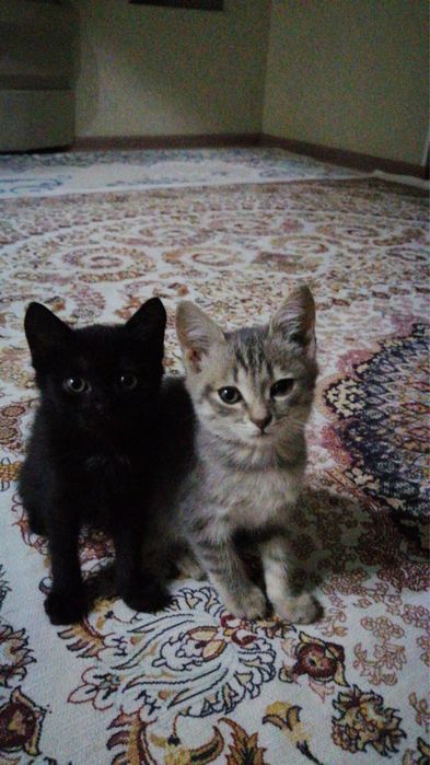 Отдам котенка на хороших руках