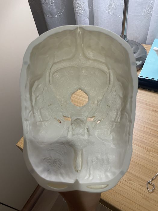 Анатомичен модел на череп, 3 части, OScar