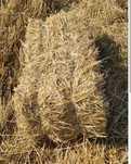 Baloți paie triticale 6ron buc.