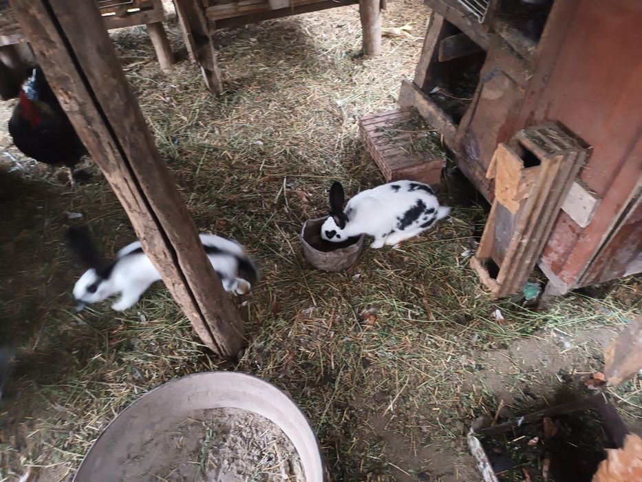 De vânzare Iepuri Femela și Masculi Fluture German