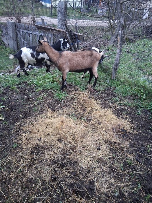 Vând 2 capre și 3 iede