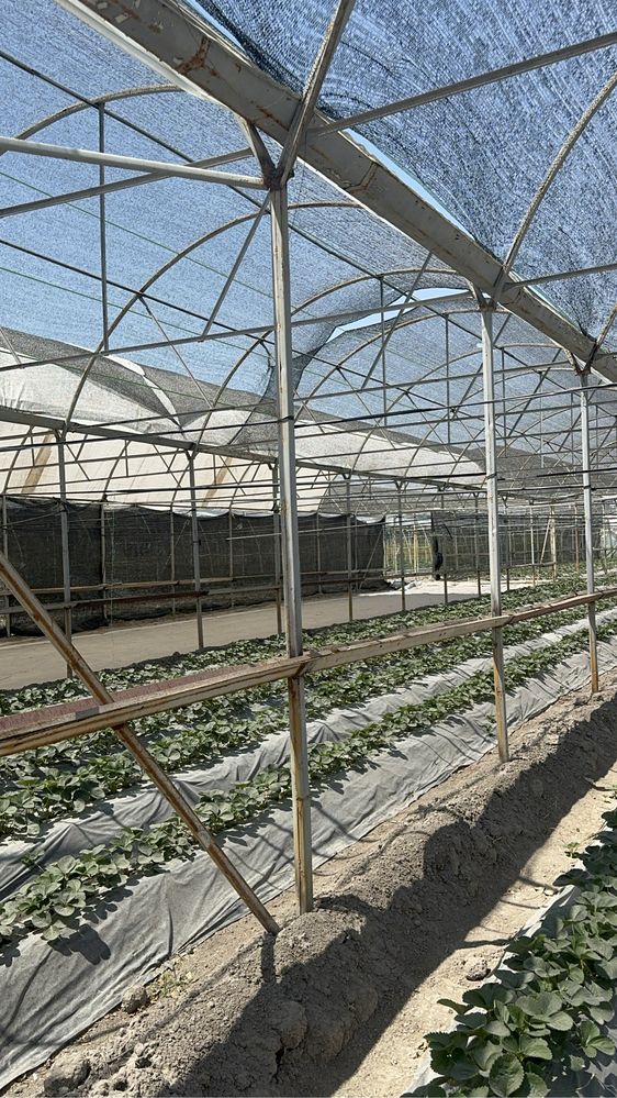Теплица арендага берилади
