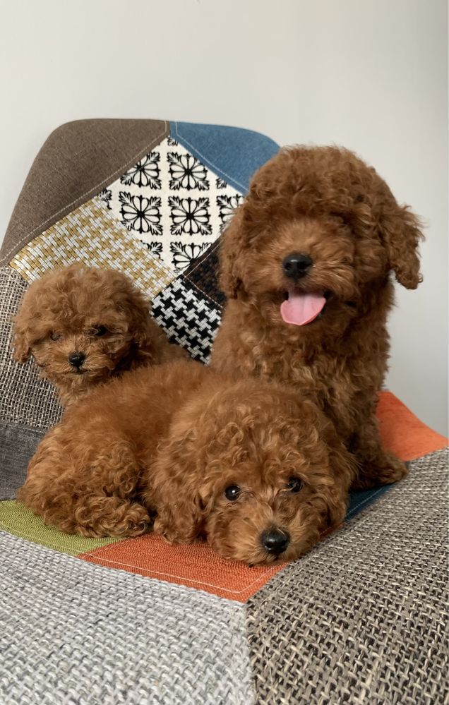 Пудел Той,Poodle Toy