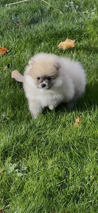 Померан померани