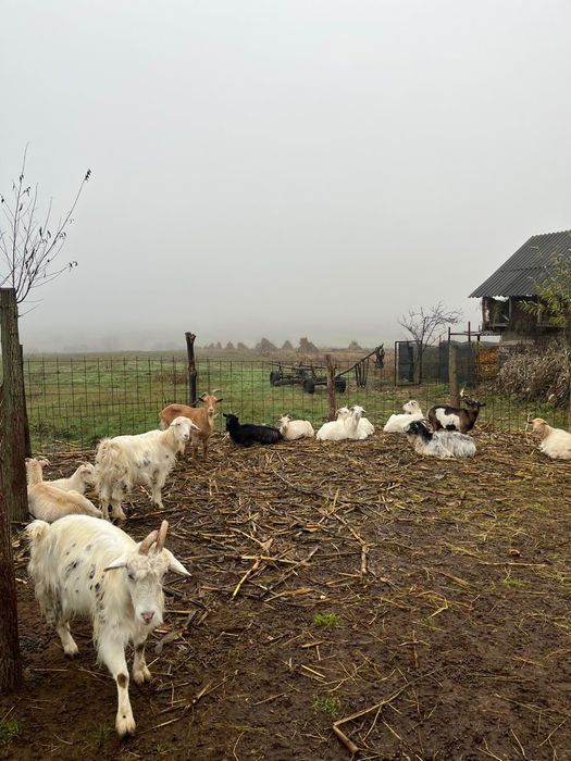 Vând 13 capre ,6 iedițe și un țap