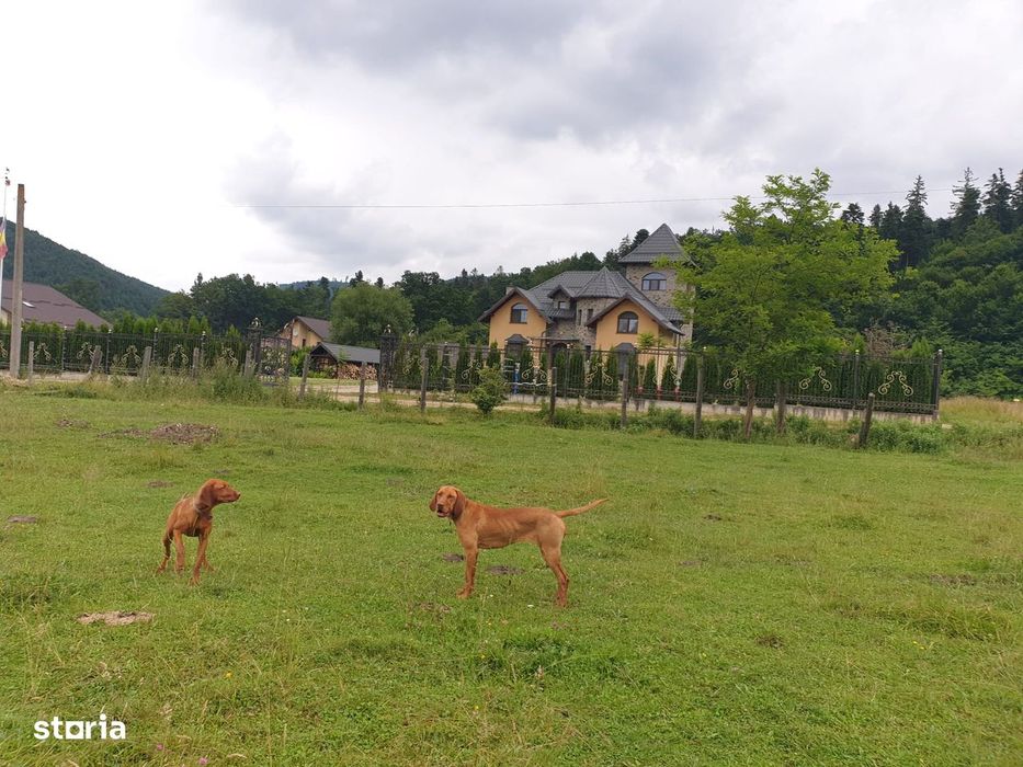 Teren intravilan de vanzare - Poiana Dorobei, Cristian, Brașov