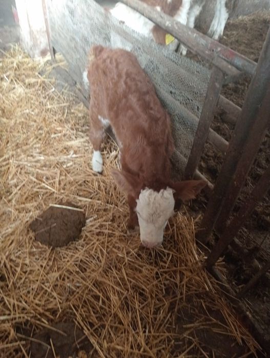 vând tăuraș de 10 zile