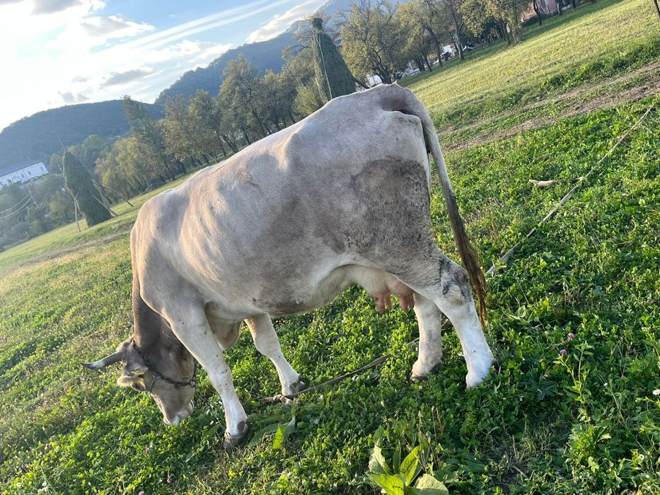 Vând vaca gestanta