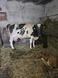 Vaca de lapte cu vitel