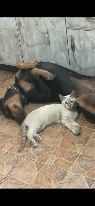 Отдам В добрые руки кота