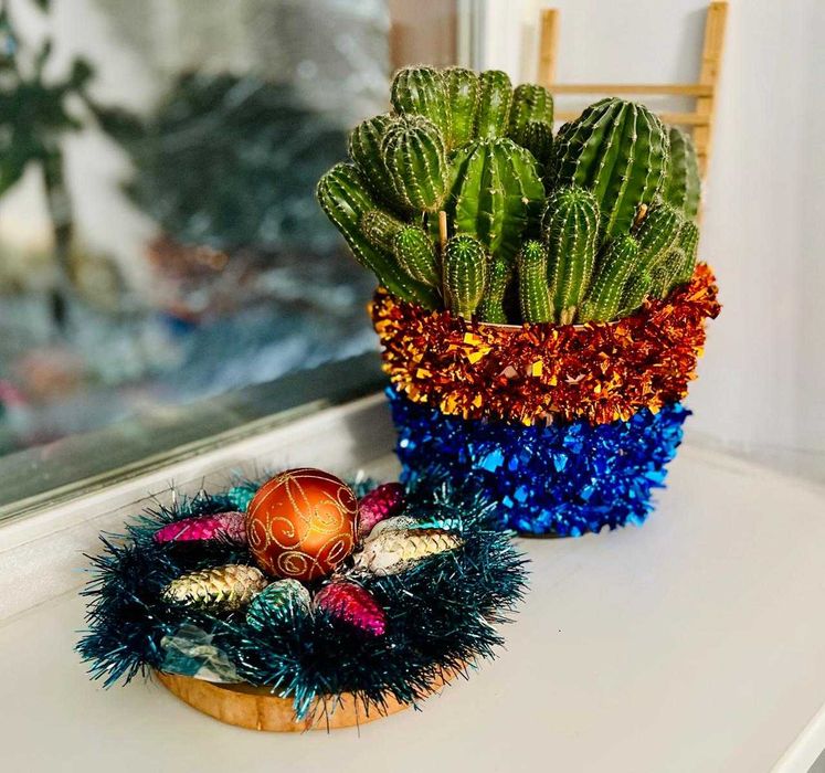 Кактусы разных размеров