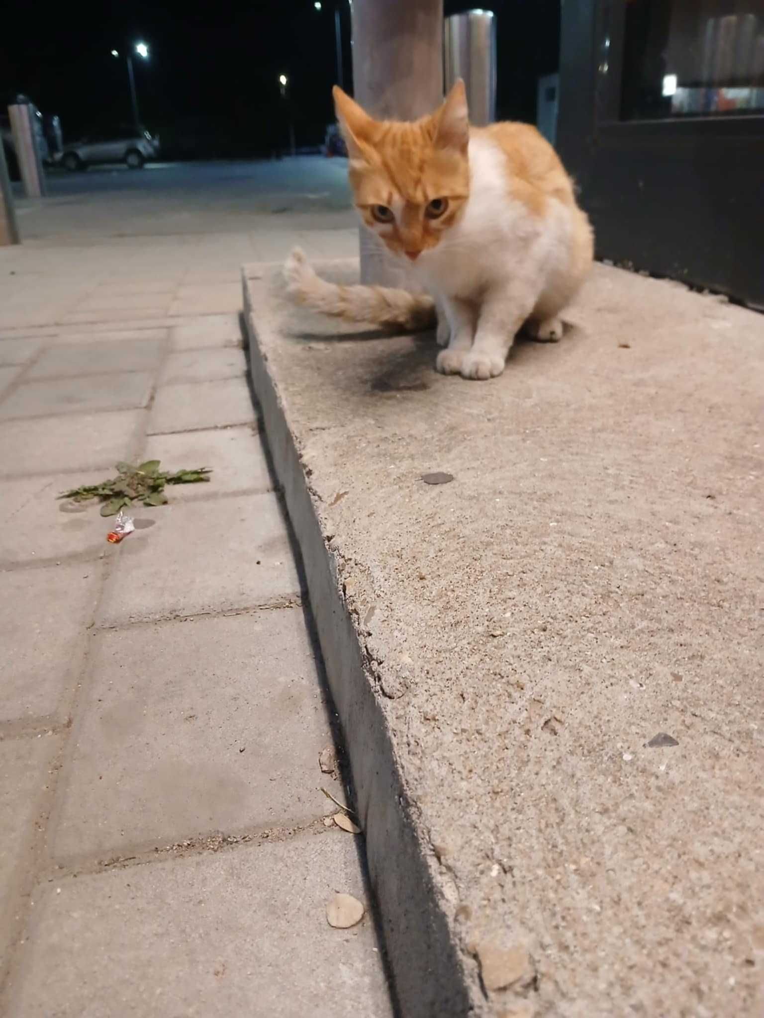 Котенца за осиновяване