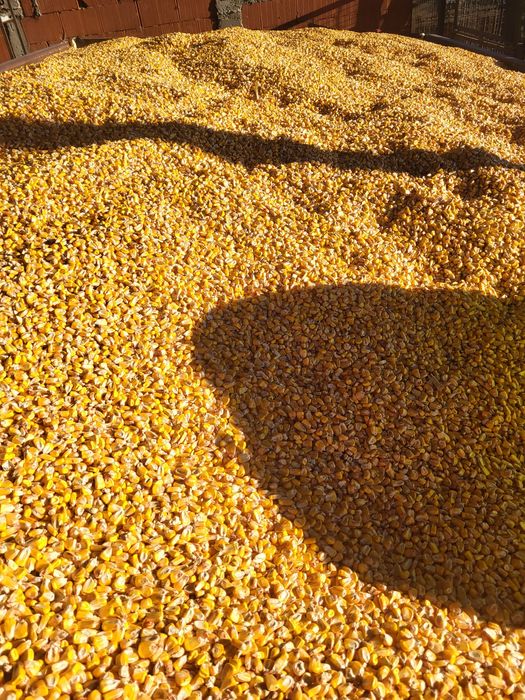 Vând porumb Pioneer