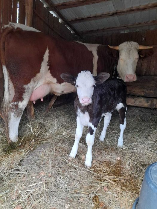 Vand vaca baltata romaneasca impreuna vitea aceeasi rasa sau separat