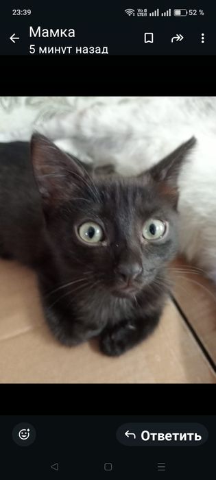 Отдам котёнка в добрые руки