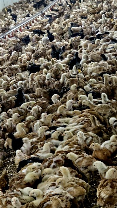 Pui rasă mixtă pentru carne și ouă