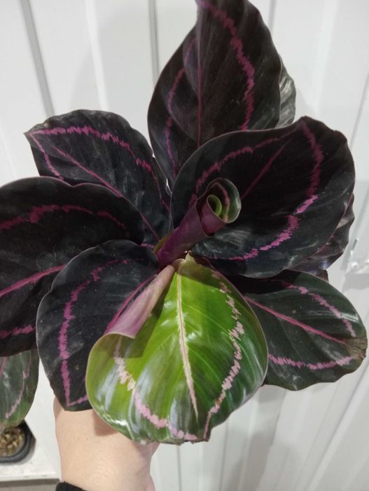 Красивые и Уютные Цветы в Ваш Дом