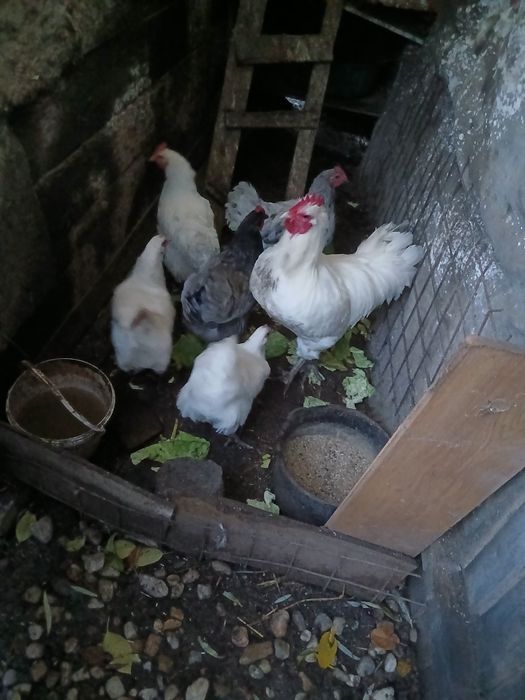 Gaini australop albe