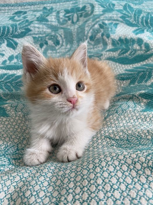 Котенок в добрые и любящие ручки.