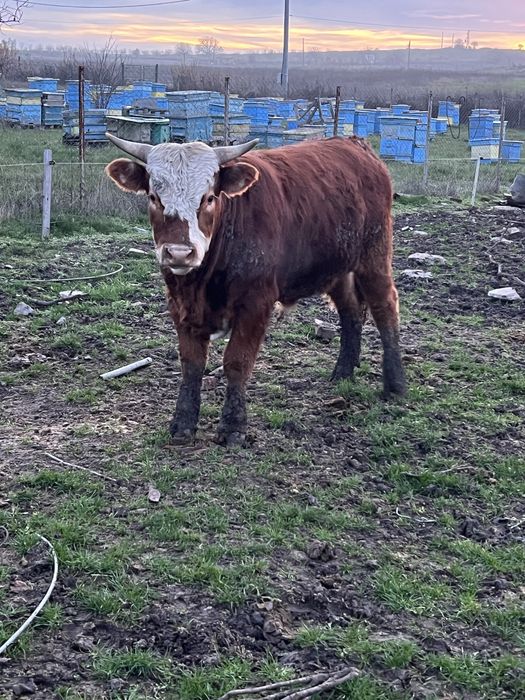 Продавам телета