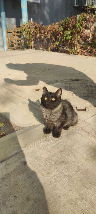 Отдам кота кошечку котенка в хорошие руки