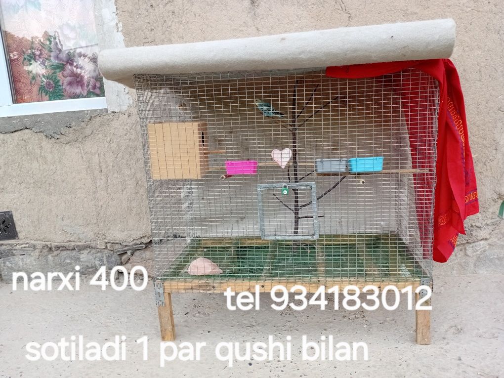 Qushga qafas qushi bilan