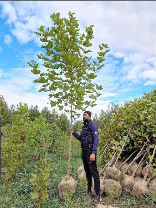 Mesteacăn alb, tei și platan – arbori ornamentali deosebiți