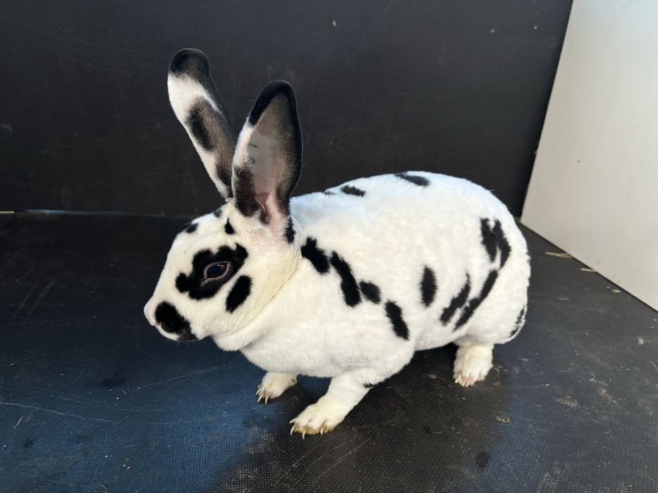 Vand femele rex dalmatian