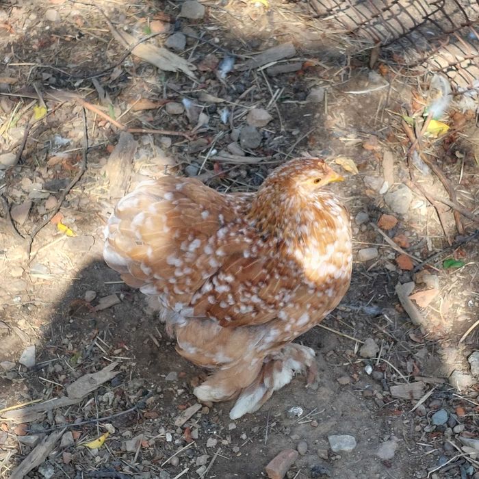 Продавам мини кохин