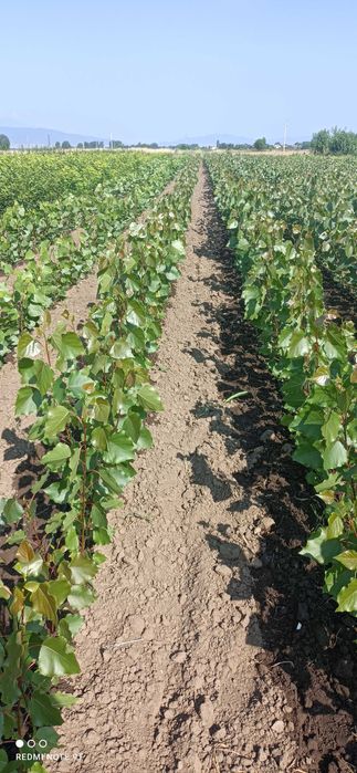 продава тополови фиданки