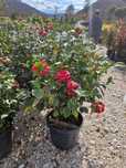 Plante Ornamentale Selectate – Drept de Refuz și Transport Gratuit