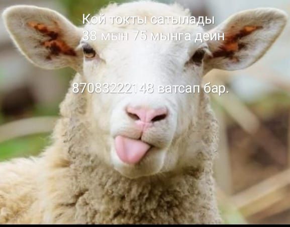 Кой  Бараны  токтушки продаётся 38000 тысч