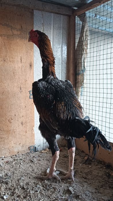 Хуроз сотилади..