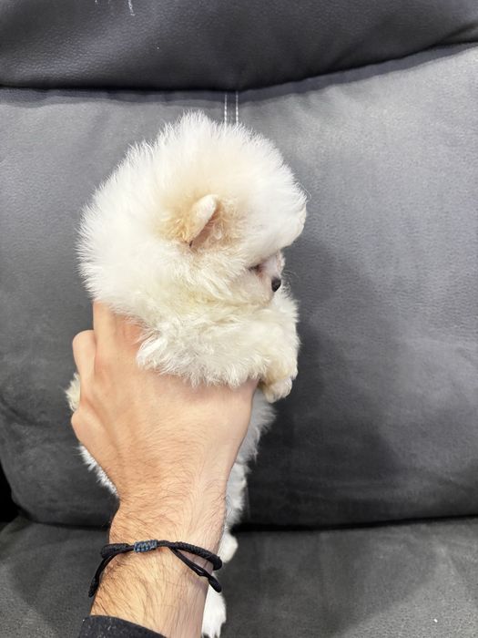 Померан момче и момиче