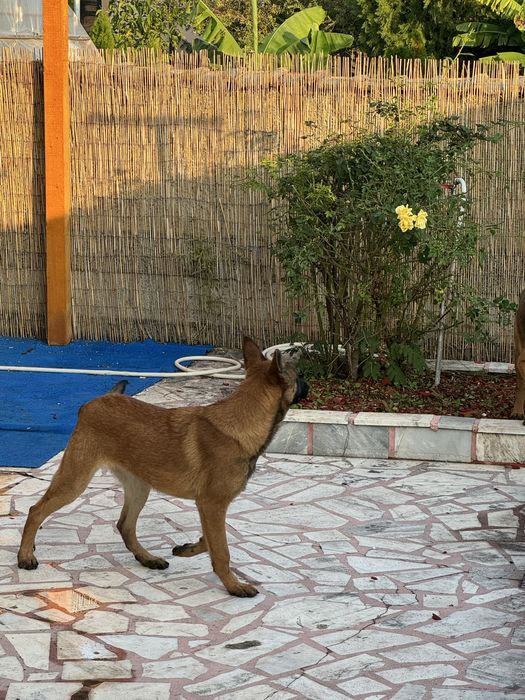 Кученца Белгийски овчарки