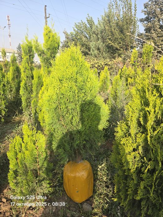 Туя голд смарагд италянский