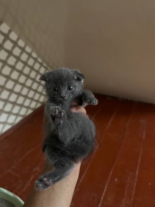 Scottish fold strayt