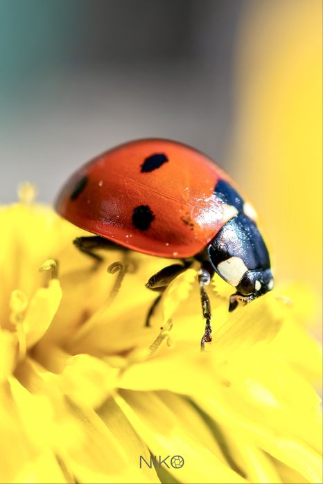 Макро обектив Nikon AF-S DX Micro Nikkor 40mm f/2.8G