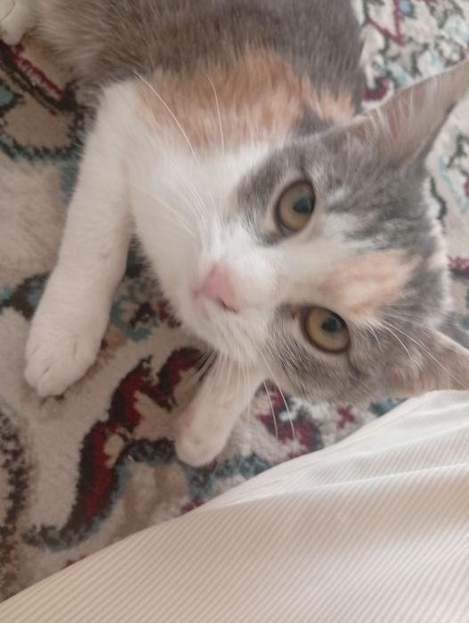 Отдаю котёнка бесплатно.