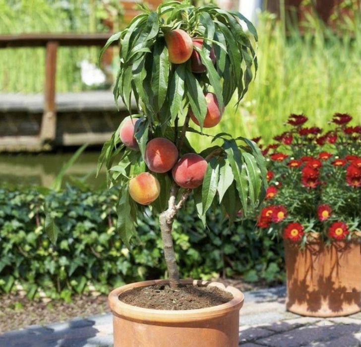 Pomi fructiferi columnari diferite soiuri