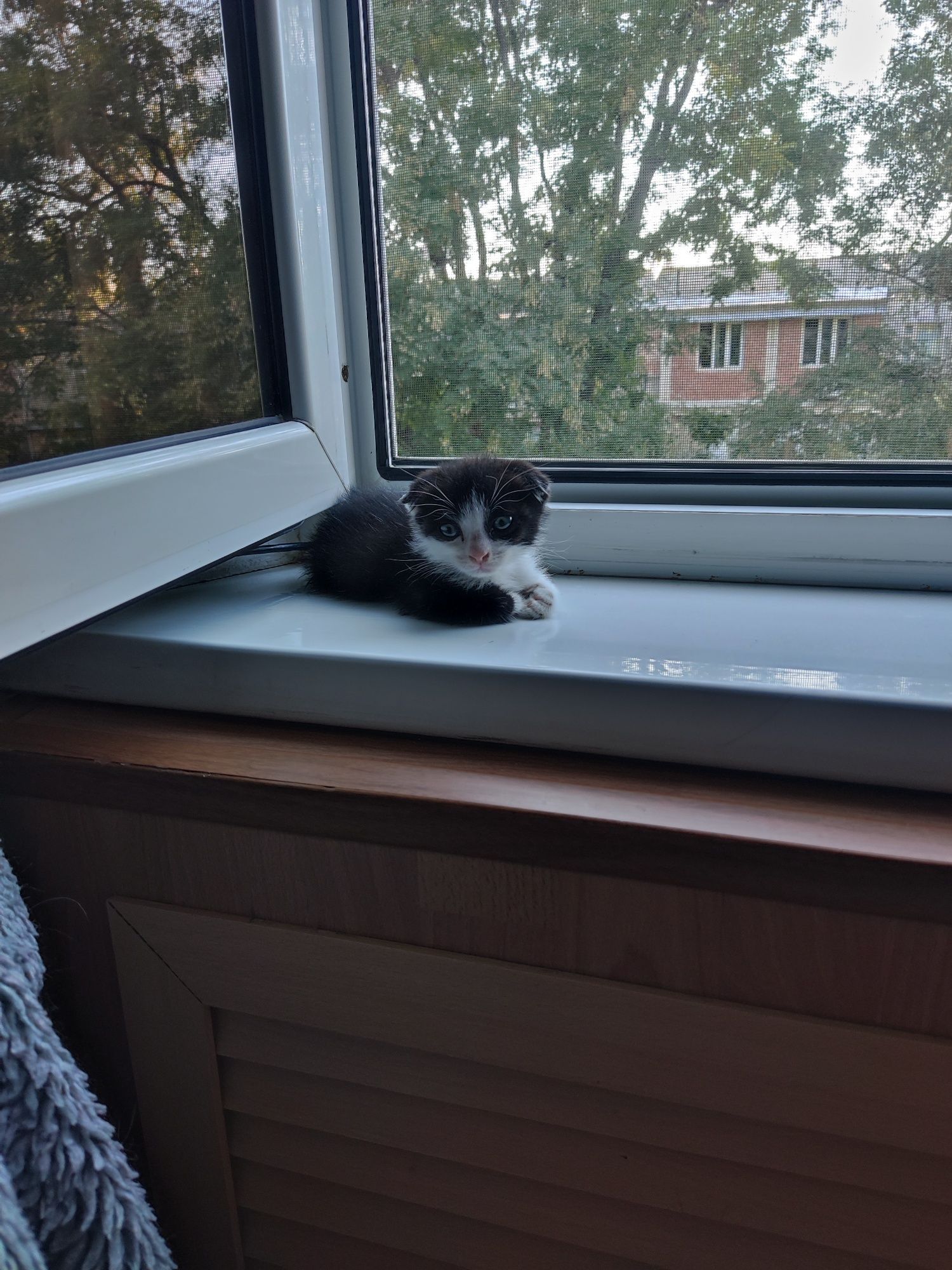 Котёнок мальчик.