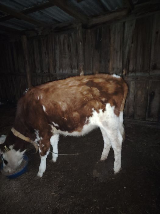 Продам тёлочьку хорошию