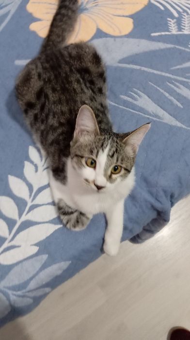 Ласковый, молодой котик, с живым характером, 5 мес., паспорт, кастр.