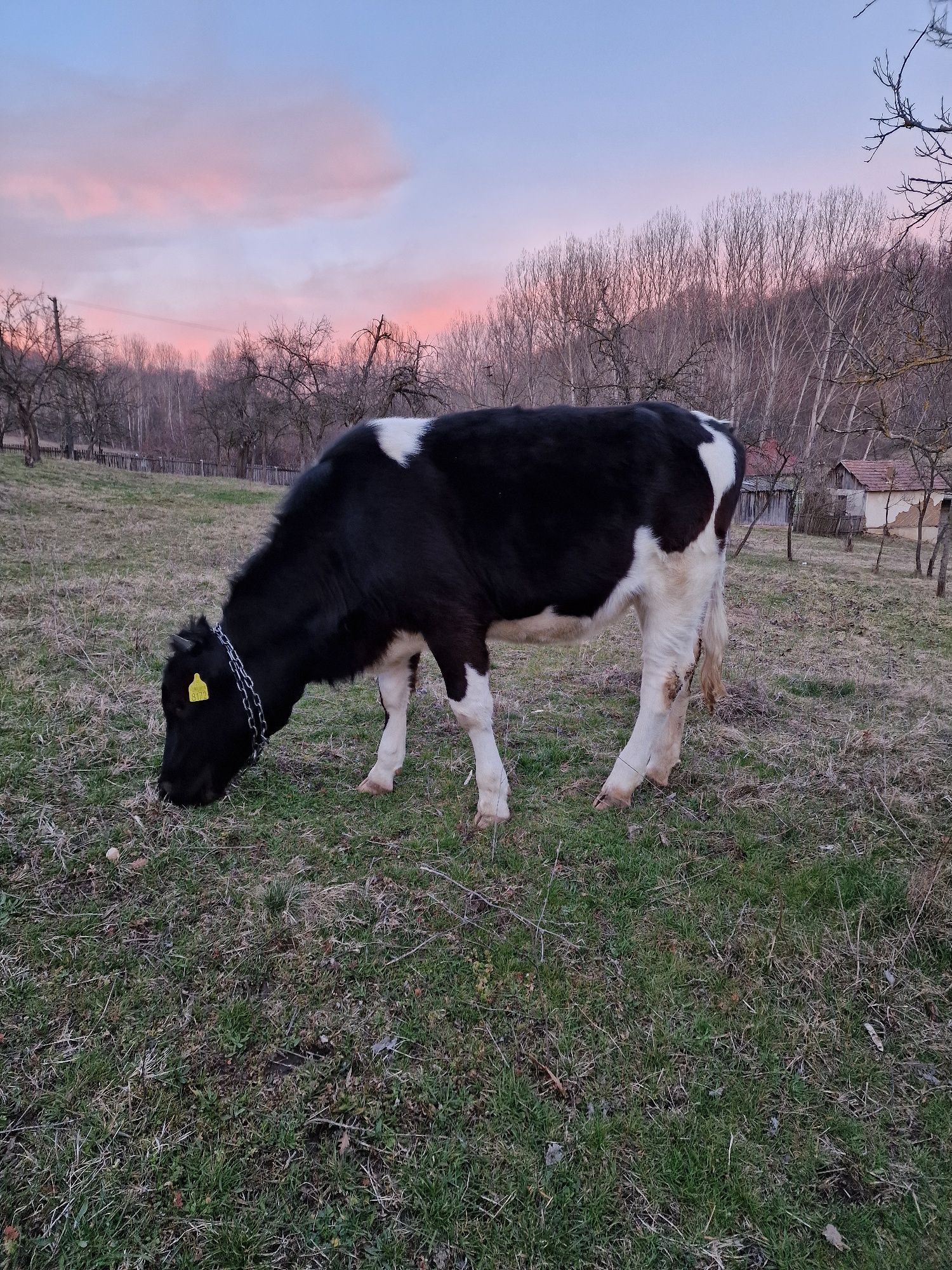 Vând junincă Holstein gestante în 4 luni