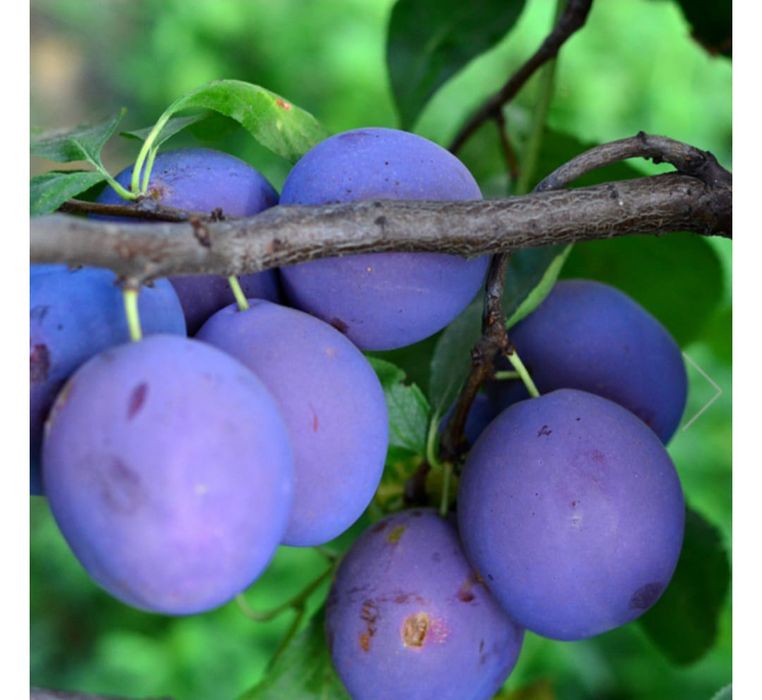 Vând pomi fructiferi si columnari anul 3