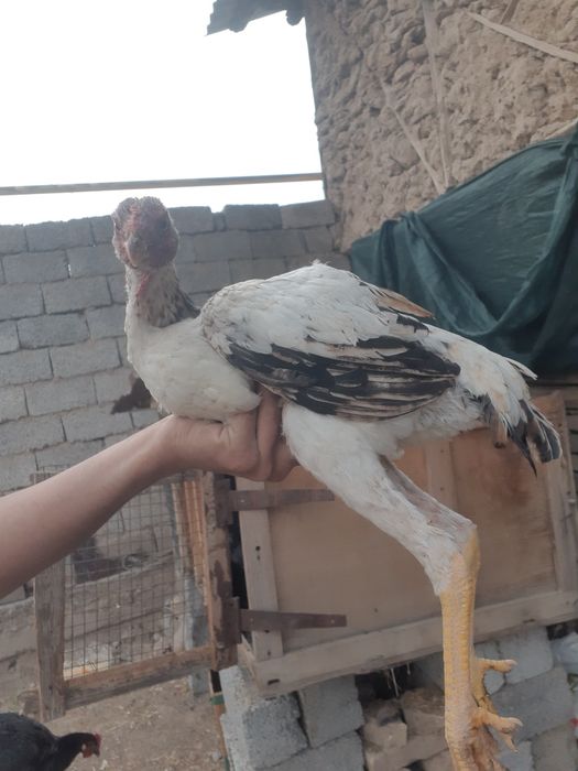 Daken tovuq joja 3oylik kelishamz