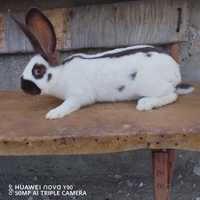 Продавам целогодишно зайци от породата Немски Пъстър Великан