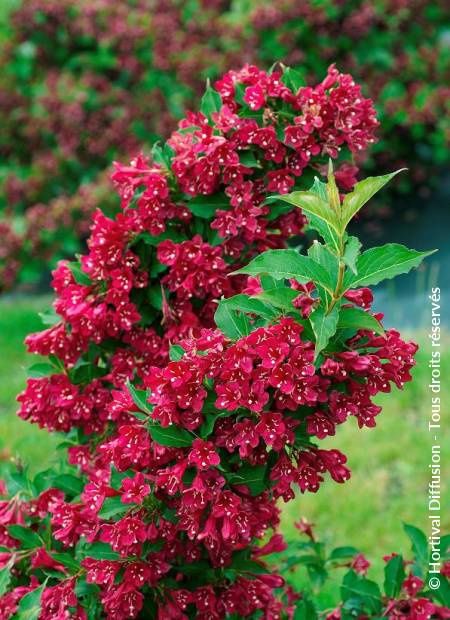 Pomi ornamentali  weigela tip copac