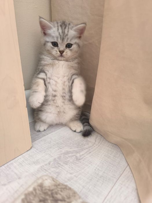 Вязка, случка кота